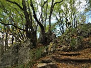 46 Carpini neri piegati sul sentiero di salita al Monte Zucco
